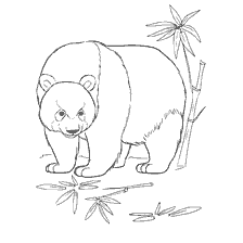 kolorowanka: Malowanie panda wśród bambusa