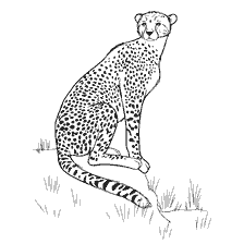 kolorowanka: Kolorowanki gepard z charakterystycznych plam