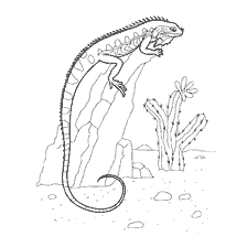 kolorowanka: Iguana rysunek na tle skał i roślin pustynnych