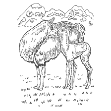 kolorowanka: Dzikie zwierzęta - Lamas