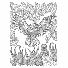 boyama sayfası: Owls ile yetişkinler için renklendirme