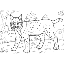 kolorowanka: Lynx na tle lasu - kolorowanki dla dzieci