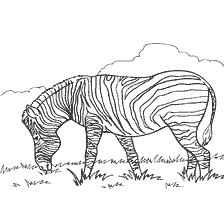 kolorowanka: Zebra na kolorowy papier wypasu na trawie