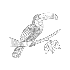 boyama sayfası: Renkli anti-stress - Toucan