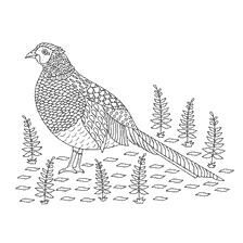 boyama sayfası: Yetişkin Anti-Stress Pheasant için renklendirme
