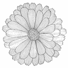 Flor de color antiestrés con pétalos detallados