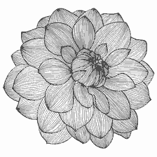 Kleurbloem